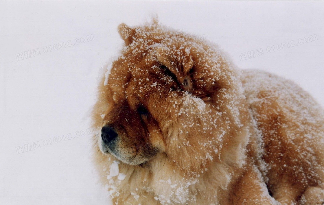 大松狮犬图片