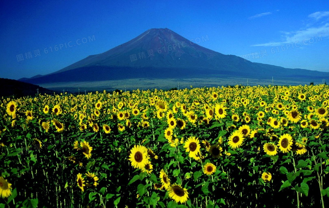 富士山下图片