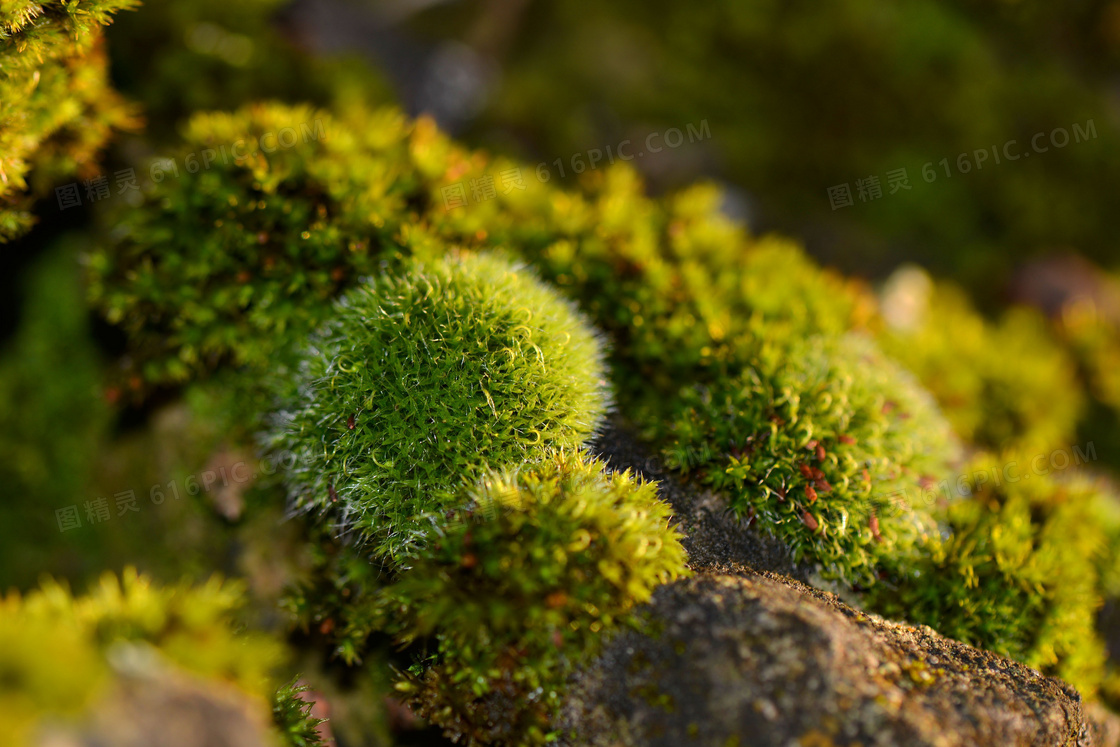 绿色苔藓图片