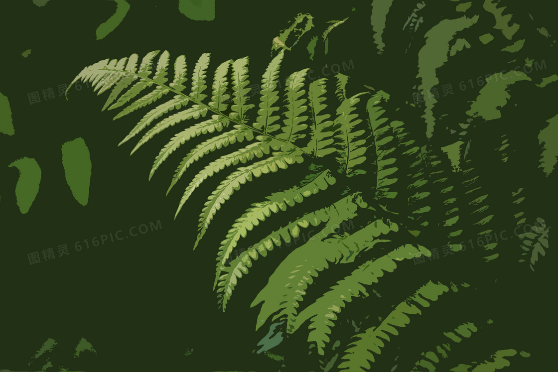 蕨类植物图片绘画图片