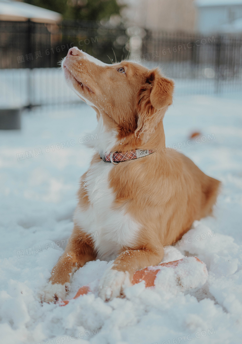 雪地萌狗狗图片