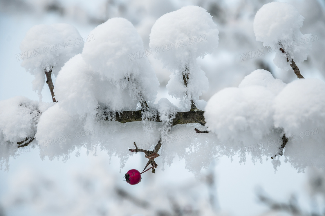 冬季白雪积雪图片