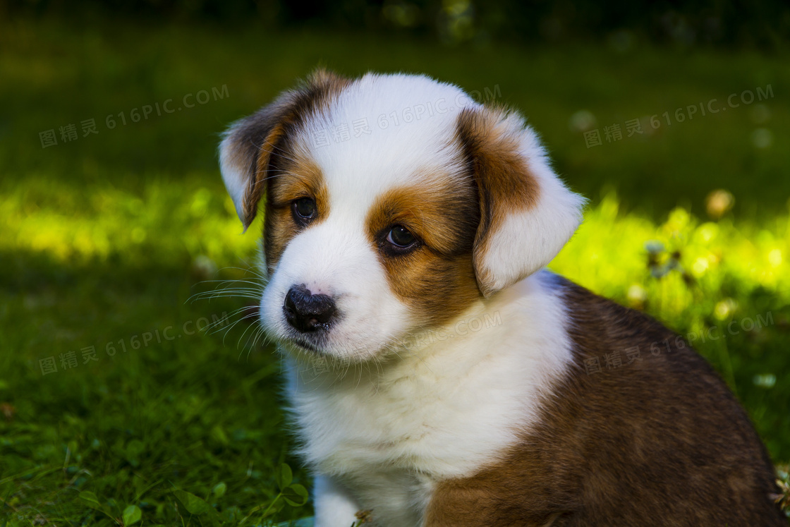 威尔士柯基犬图片