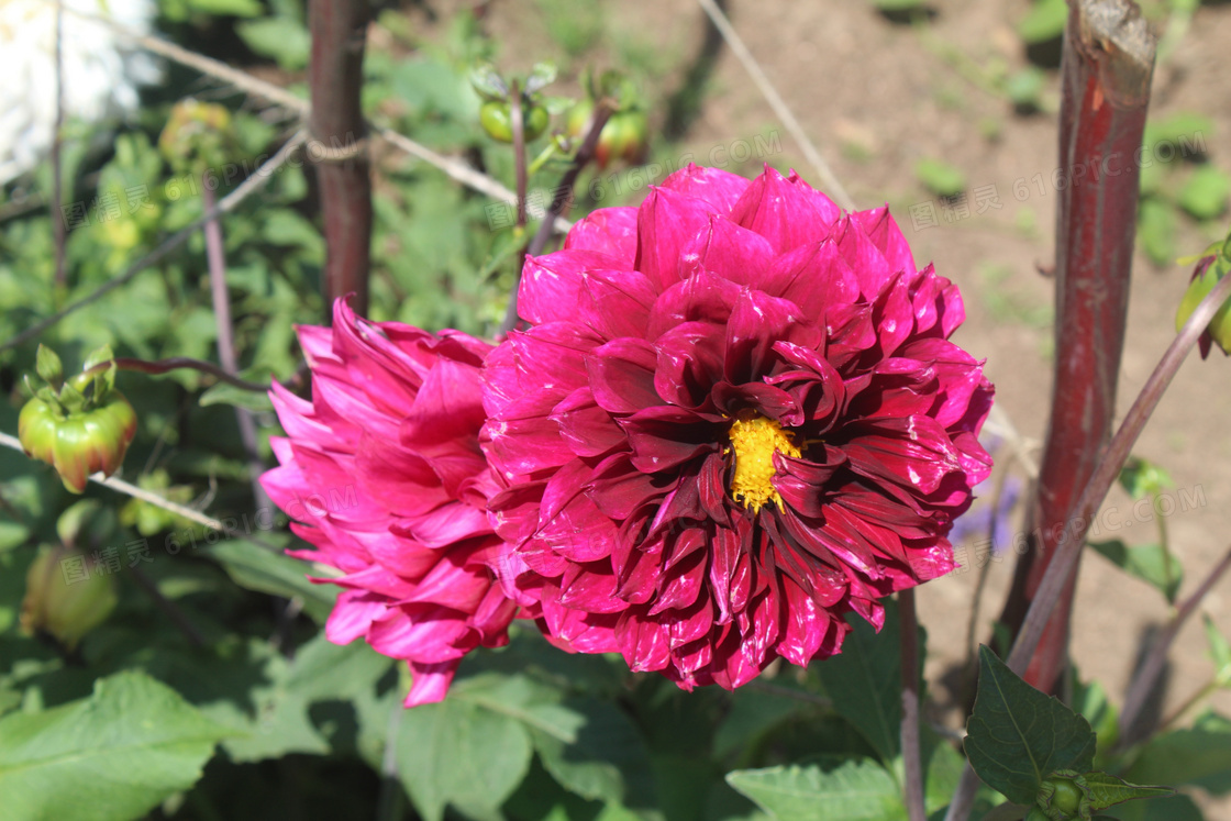 百日菊鲜花花朵图片