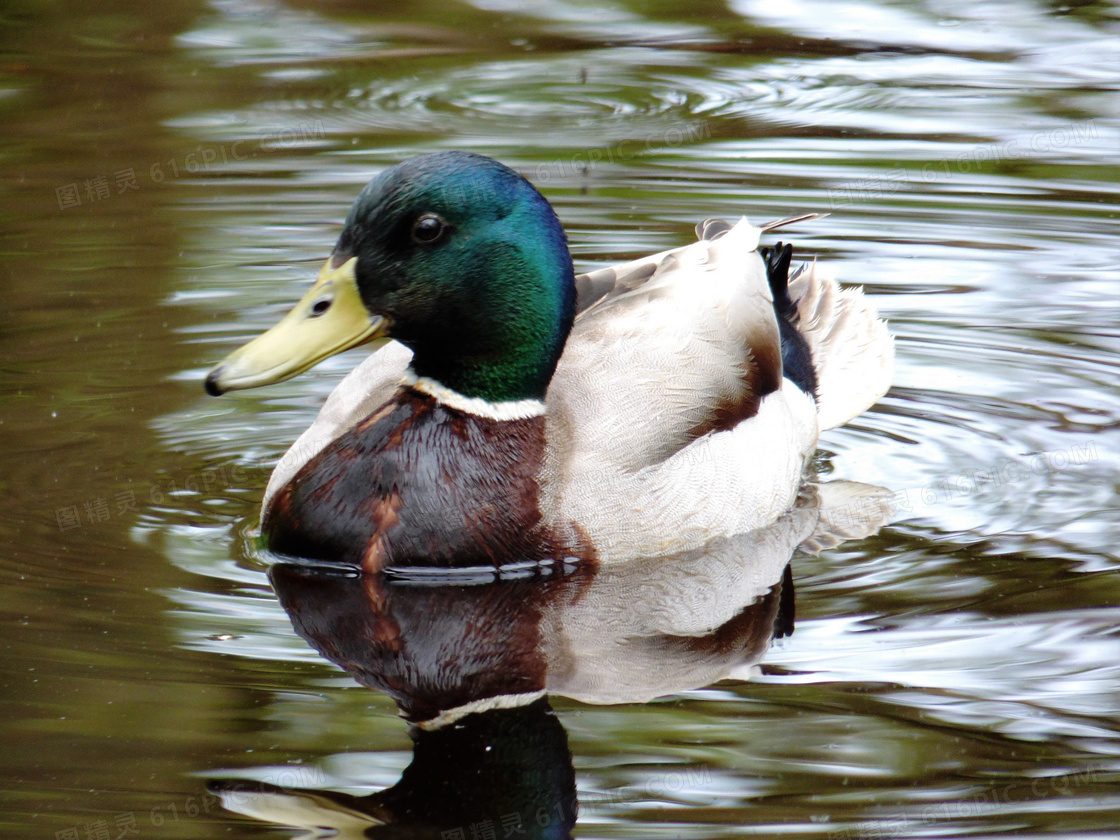 水中的绿头鸭高清图片-千叶网