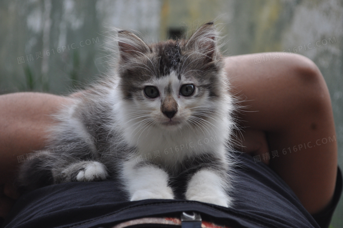 可爱宠物小猫图片