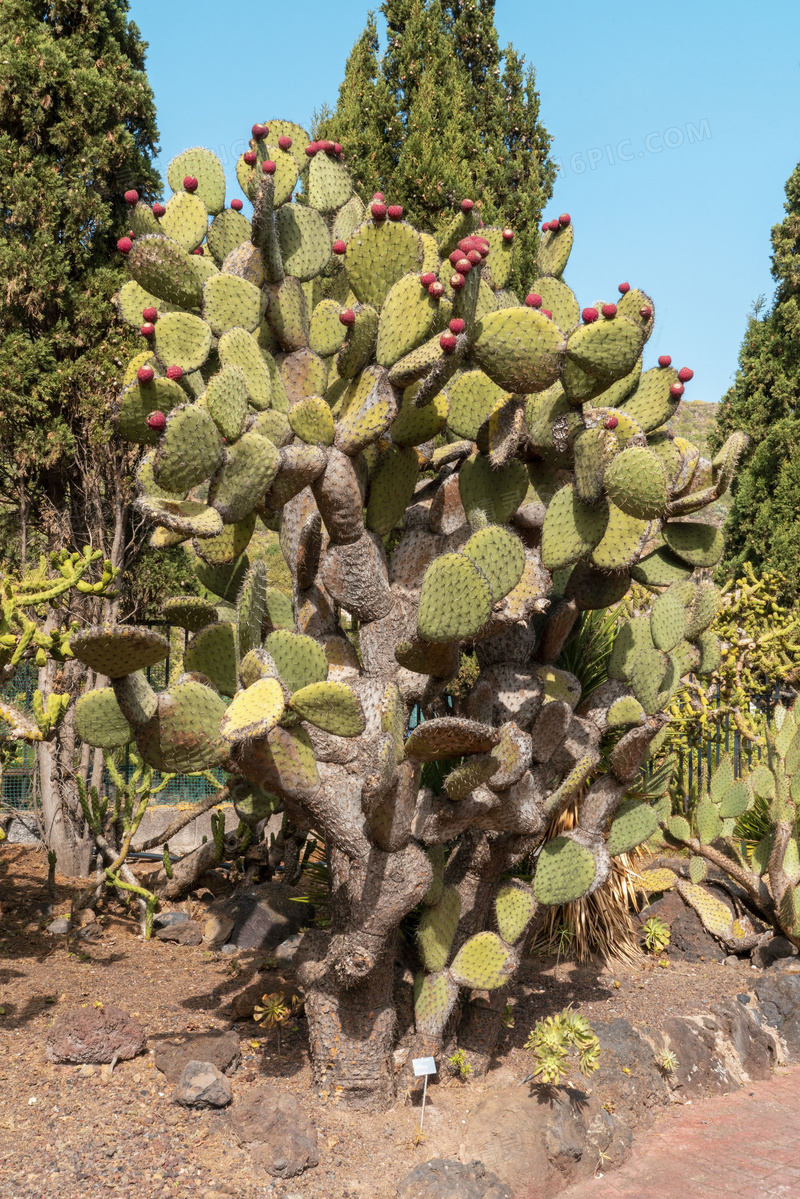 植物园仙人掌图片