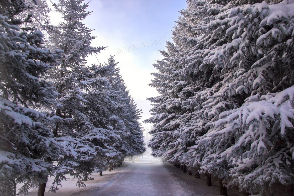 云杉雪景图片