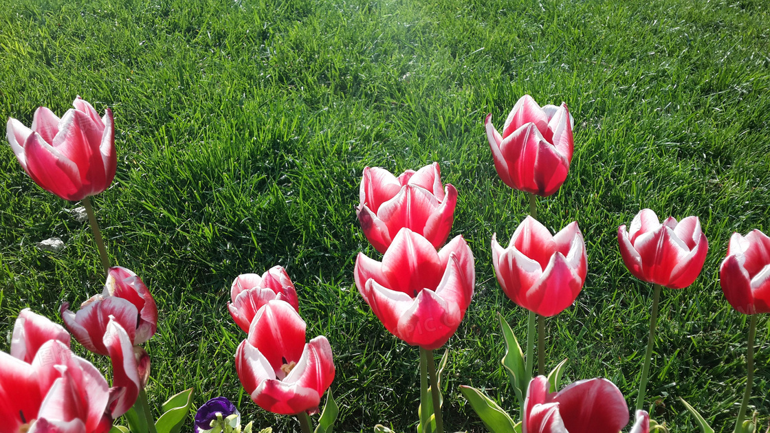 鲜艳郁金香花朵图片鲜艳郁金香花朵图片大全