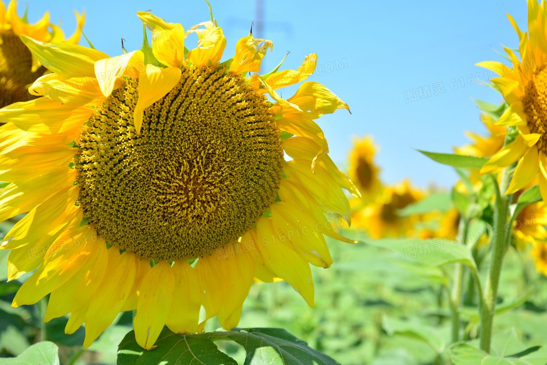 向日葵花海花朵特写图片