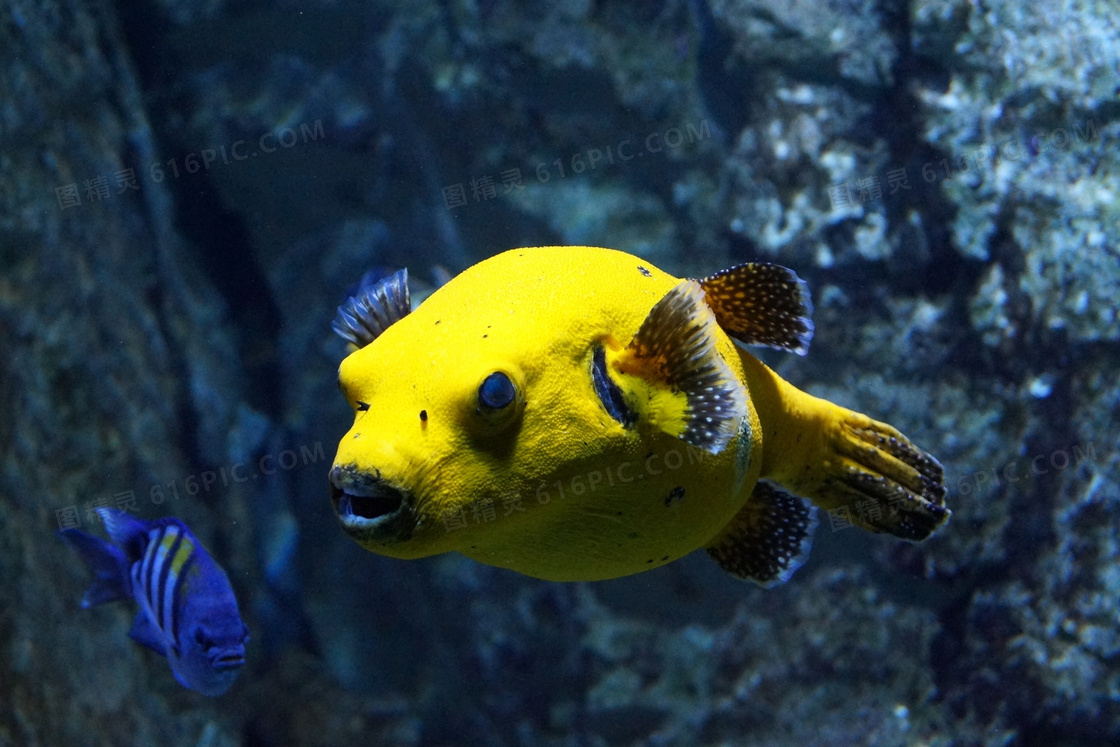 水族馆黄色观赏鱼图片