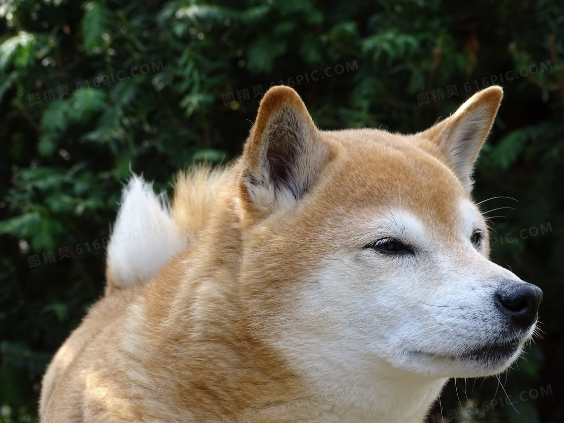 纯种成年柴犬图片纯种成年柴犬图片大全