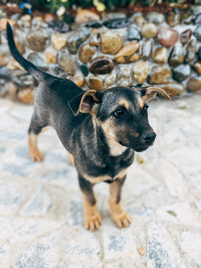 黑色秋田犬图片