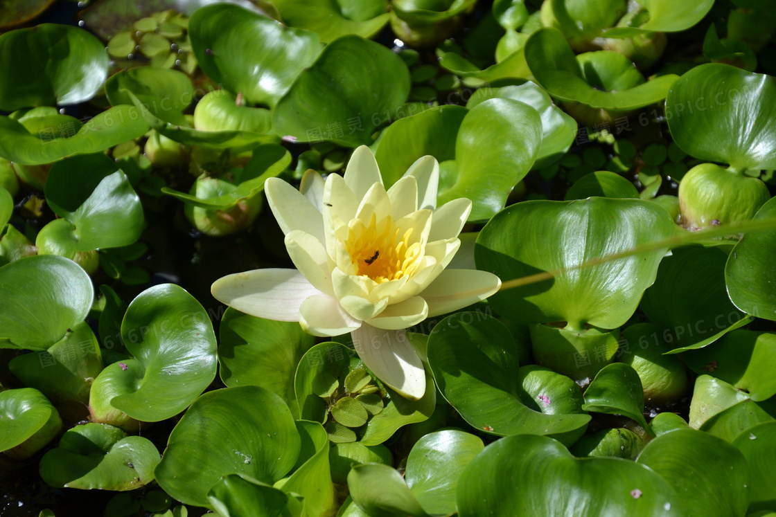 一朵白色莲花图片 一朵白色莲花图片大全