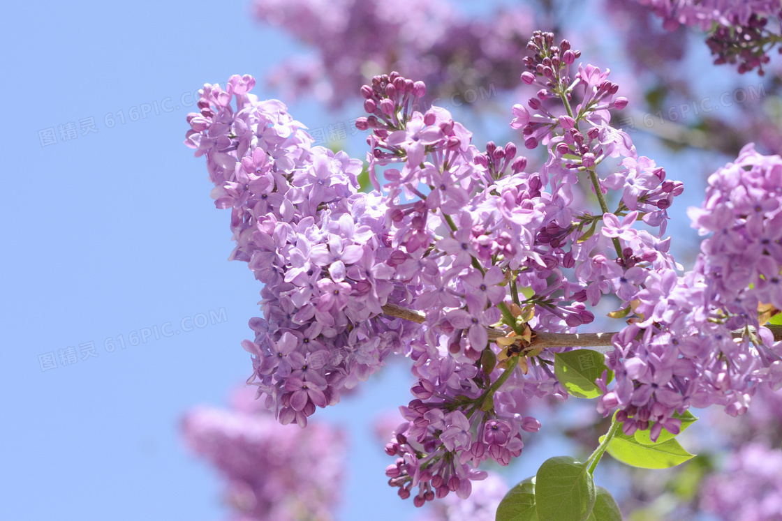 春天紫丁香花图片 春天紫丁香花图片大全