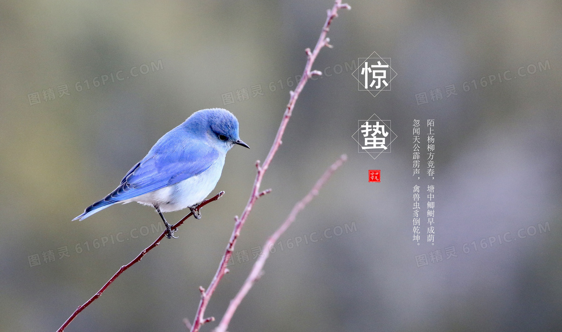 惊蛰节气诗词图片