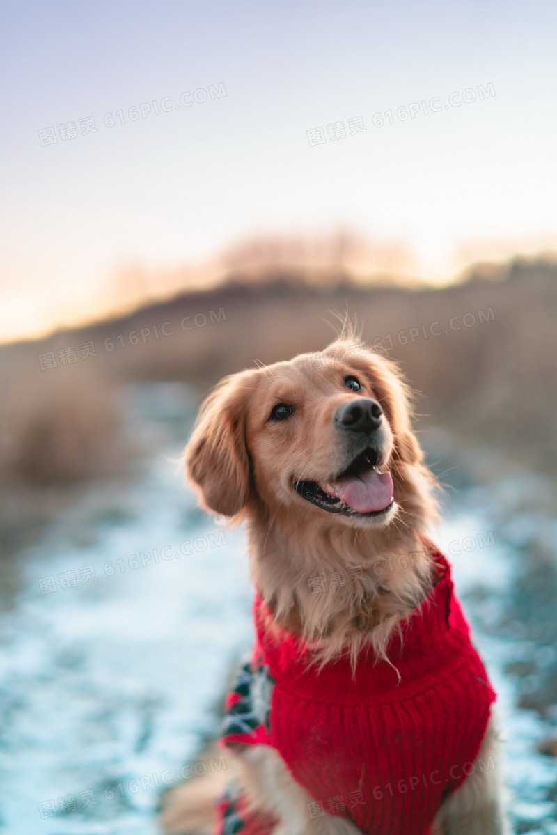 乖巧纯种大金毛犬图片