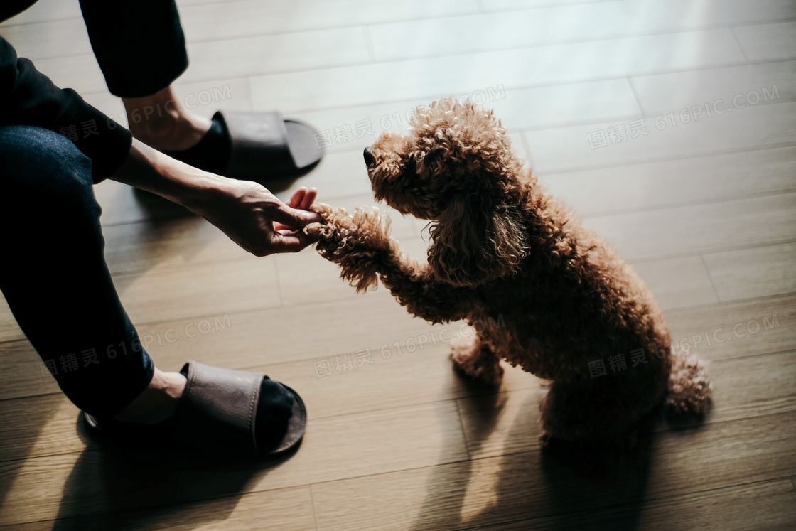 可爱贵宾犬握手图片 可爱贵宾犬握手图片大全