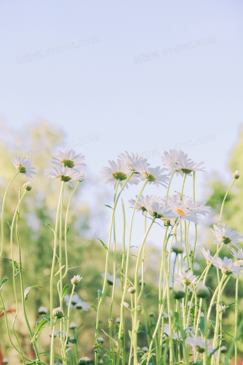 小清新雏菊花图片