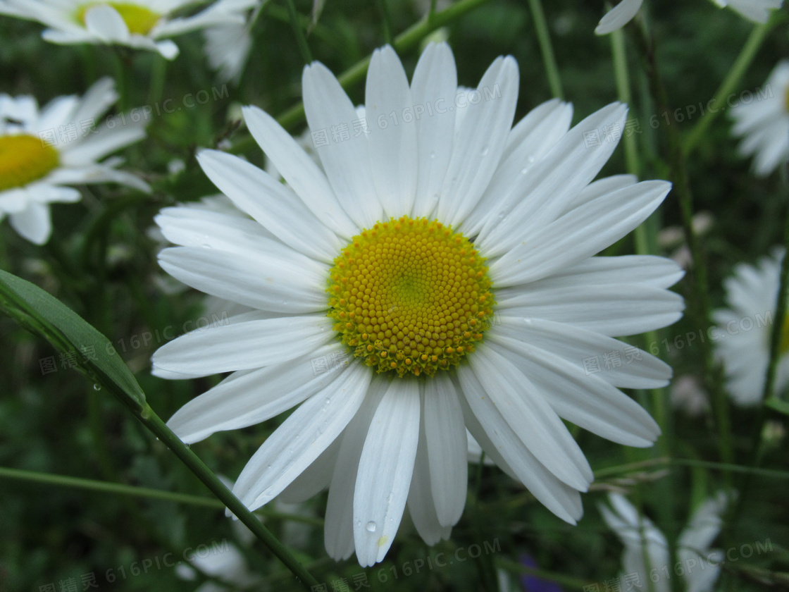 小清新雏菊花微距图片