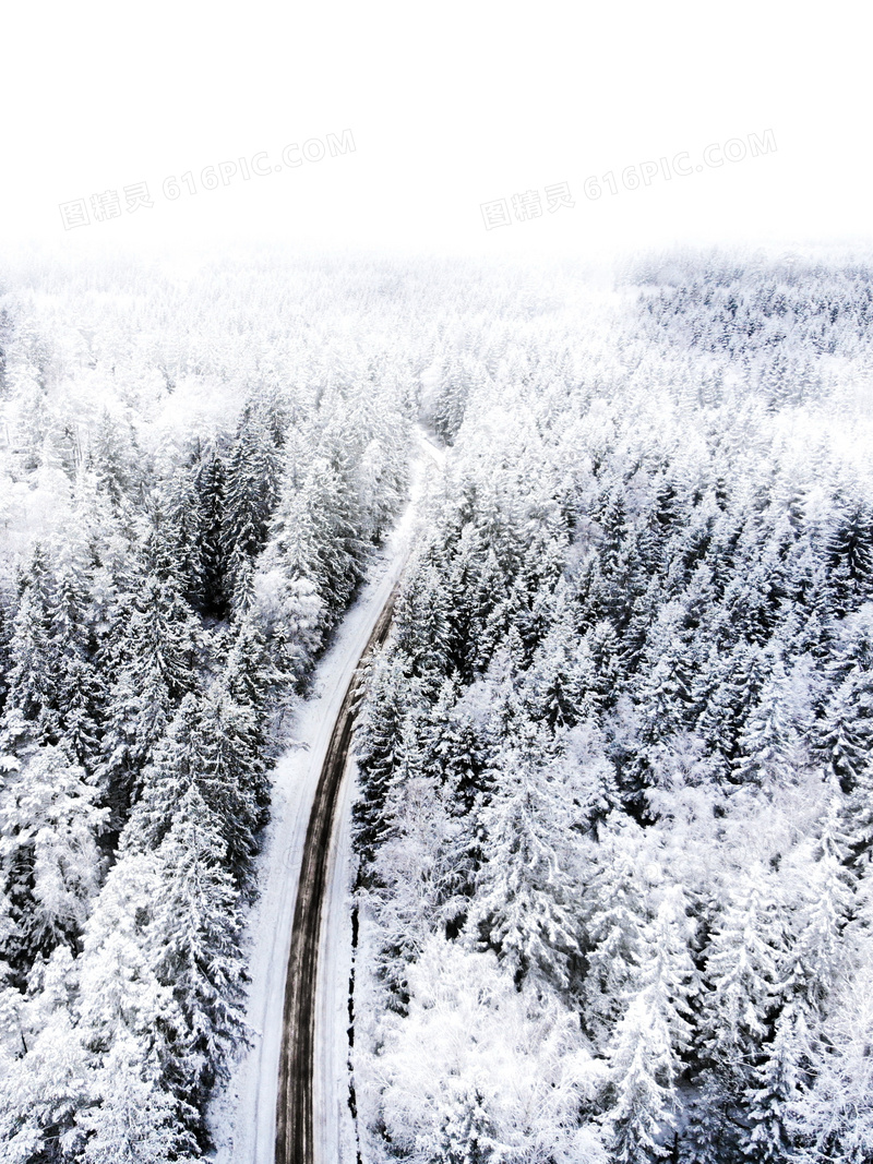 冬季白雪树林风景图片