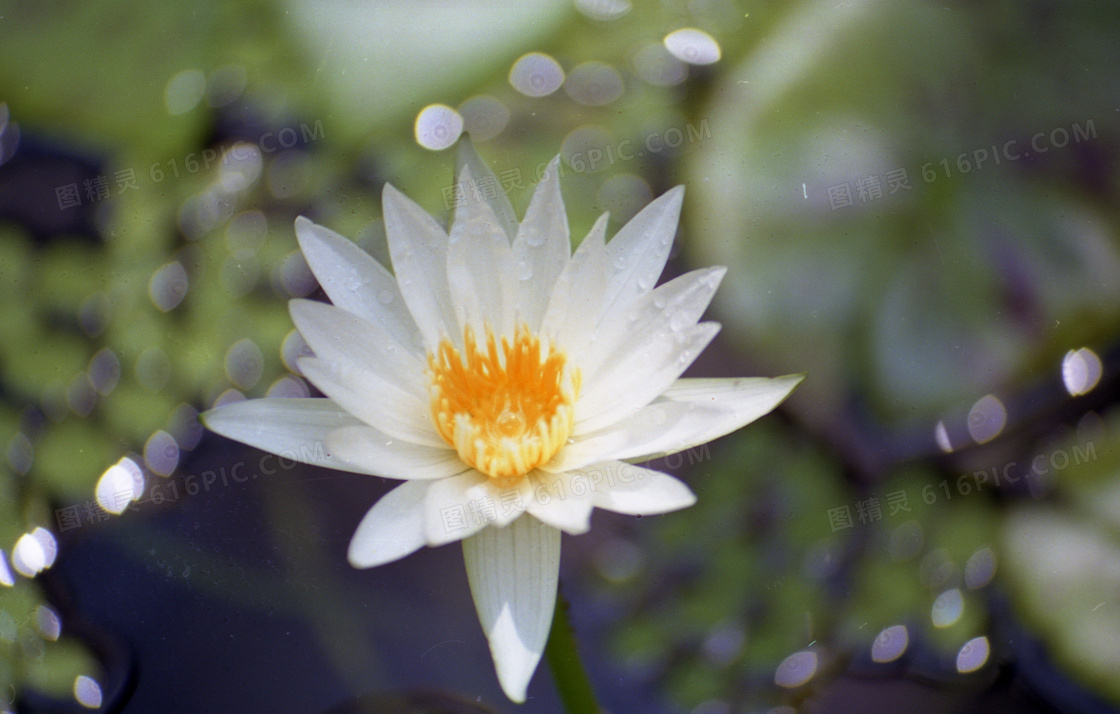 一朵洁白莲花图片 一朵洁白莲花图片大全