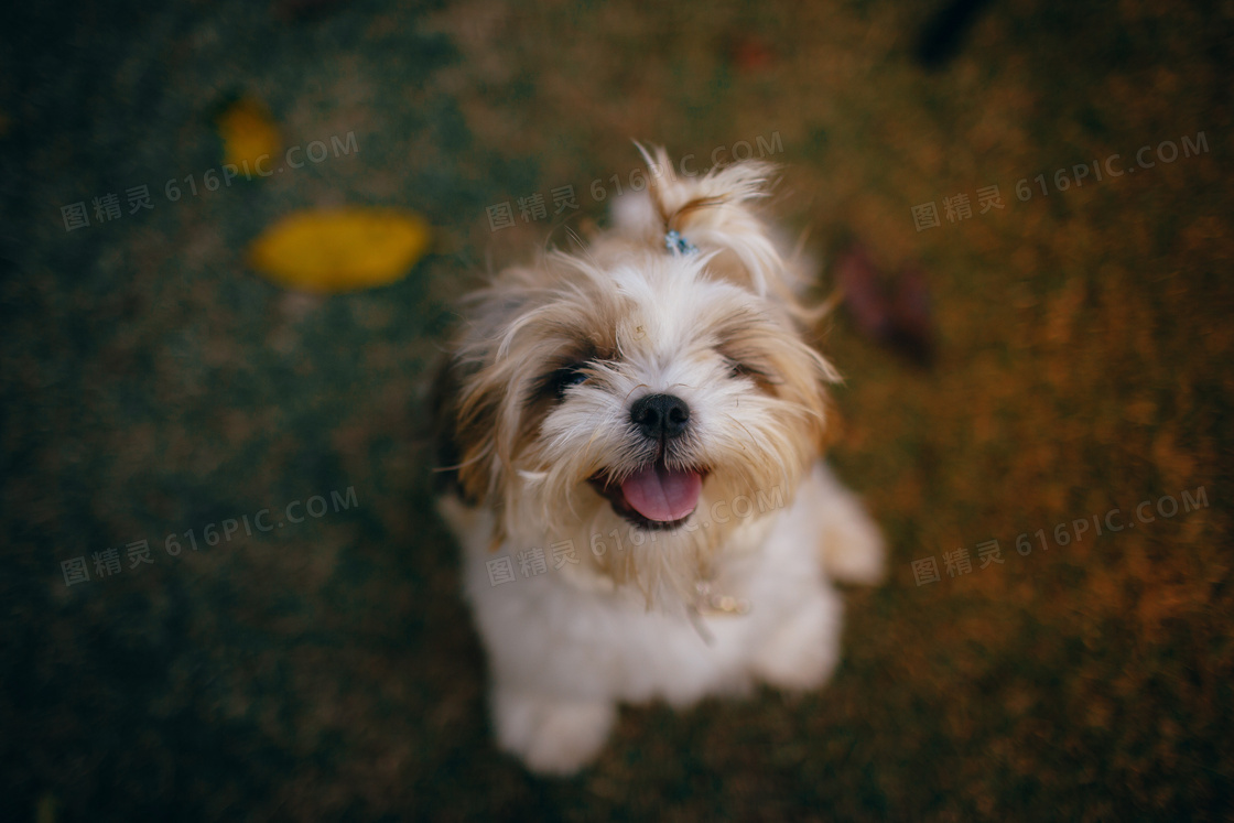 白色西施犬图片