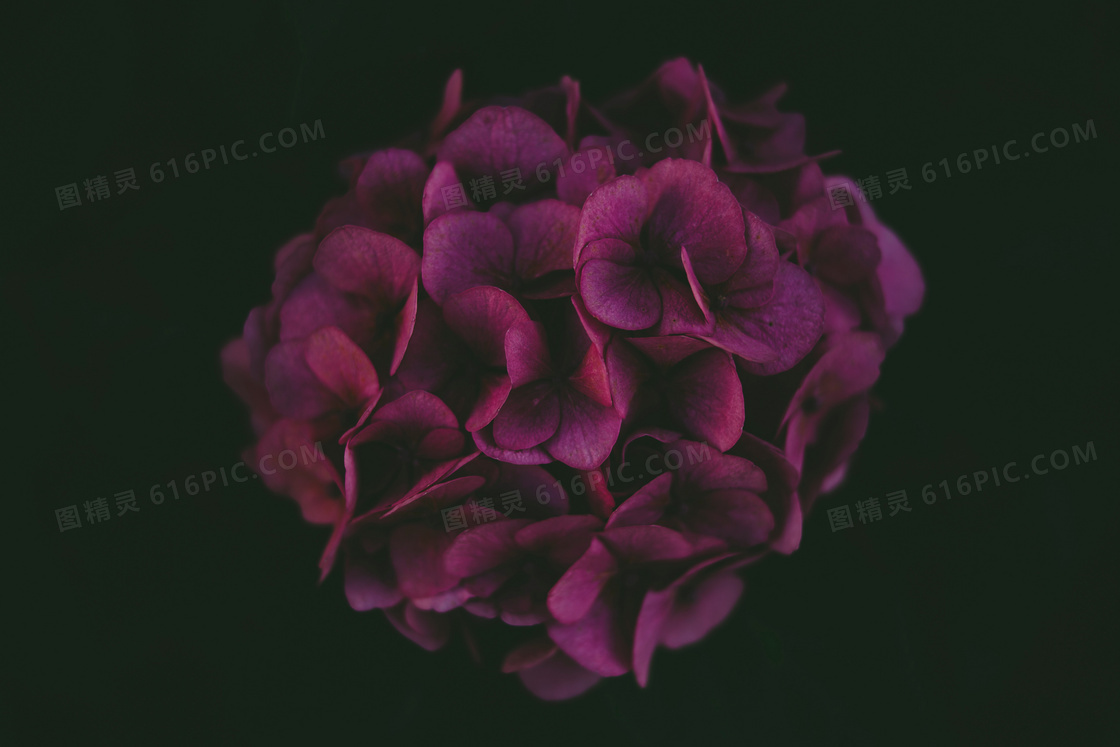 玫红色绣球花图片