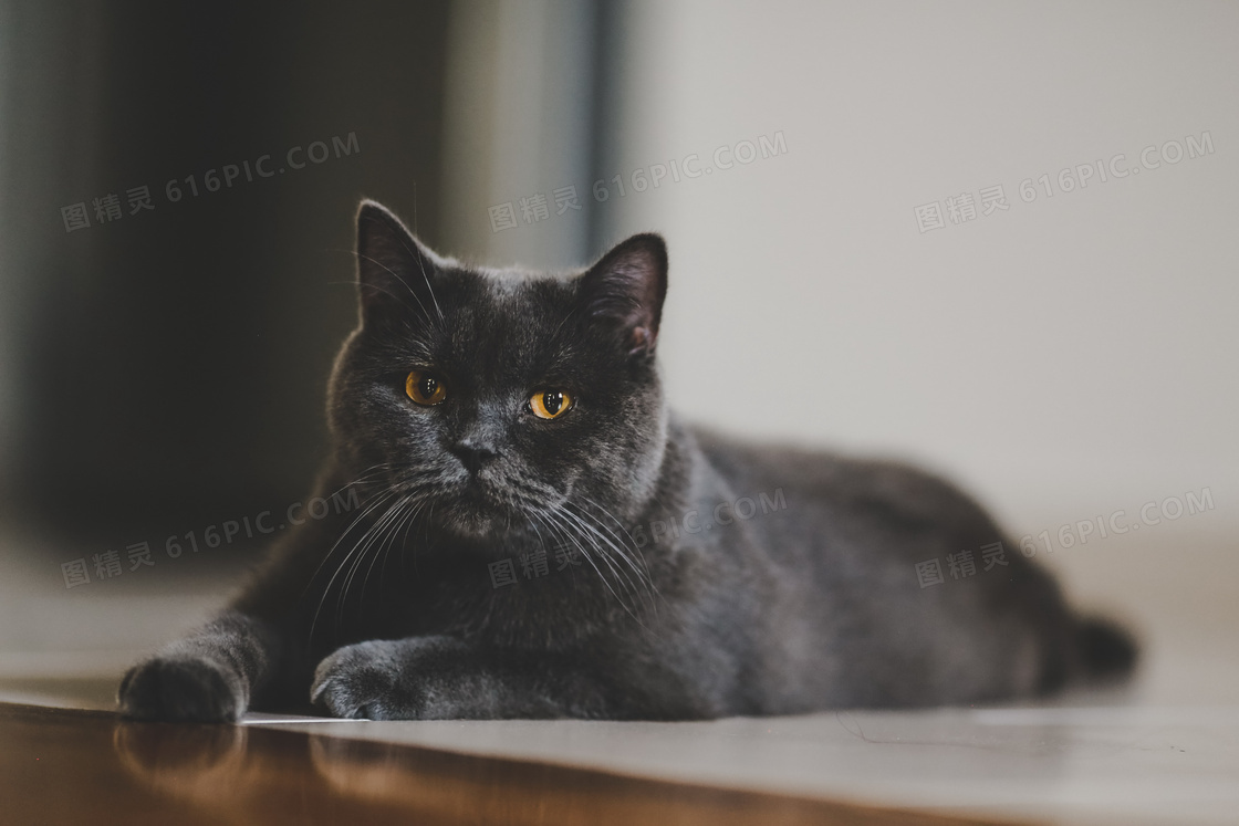 灰色英国短毛猫图片 灰色英国短毛猫图片大全