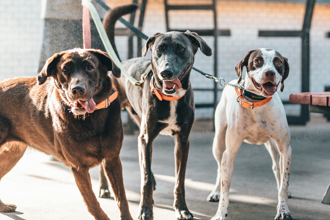 三只中型宠物犬图片