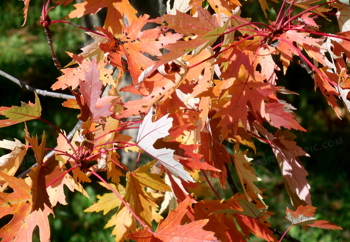 红色枫树叶摄影图片