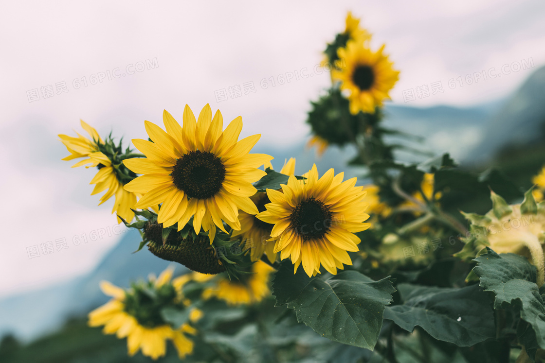 向日葵鲜花花朵图片 向日葵鲜花花朵图片大全