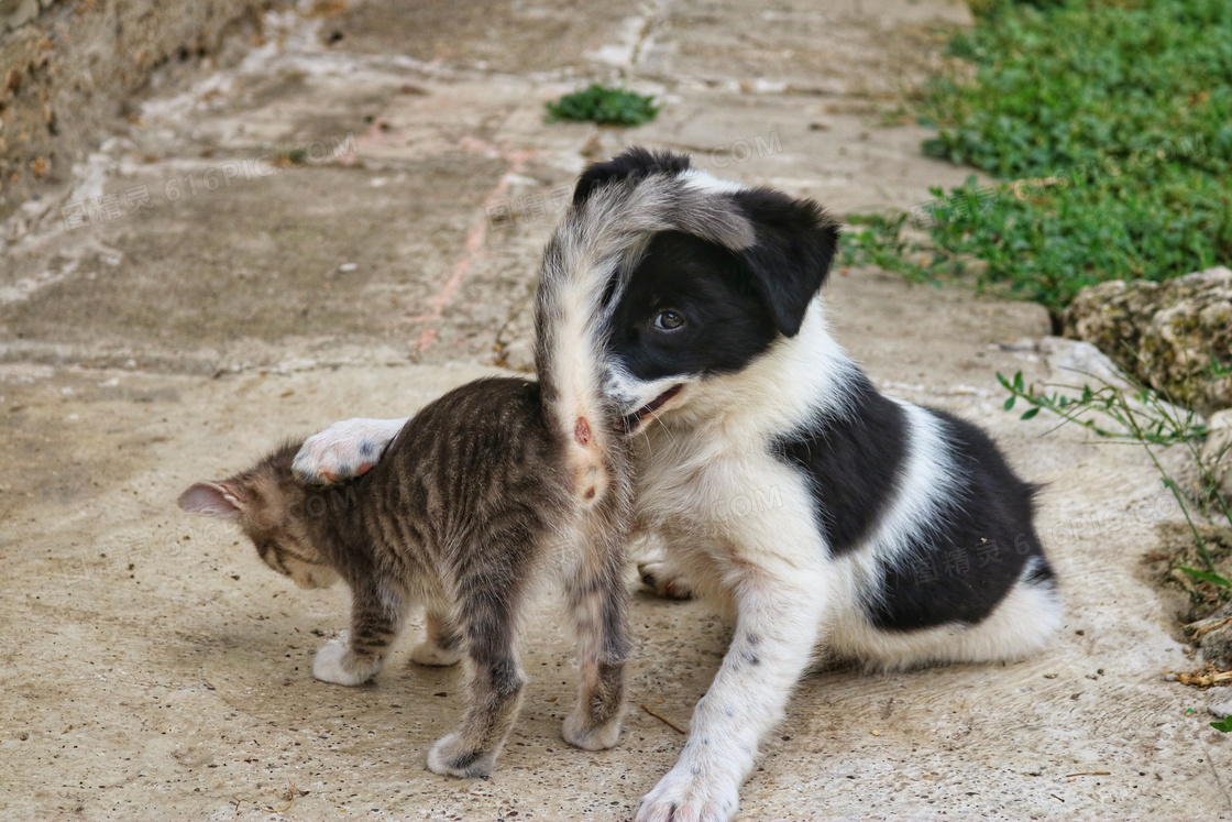 小猫小狗嬉戏图片