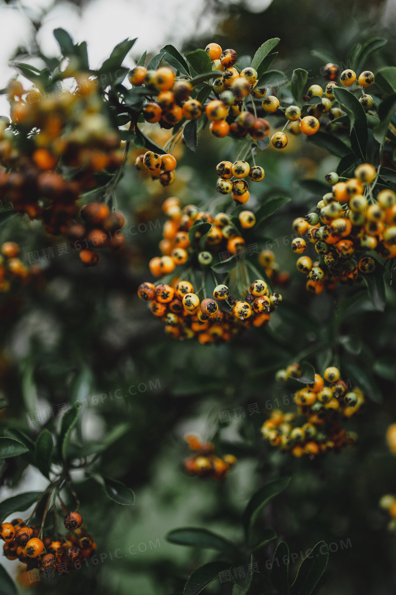 火棘果树植物特写图片