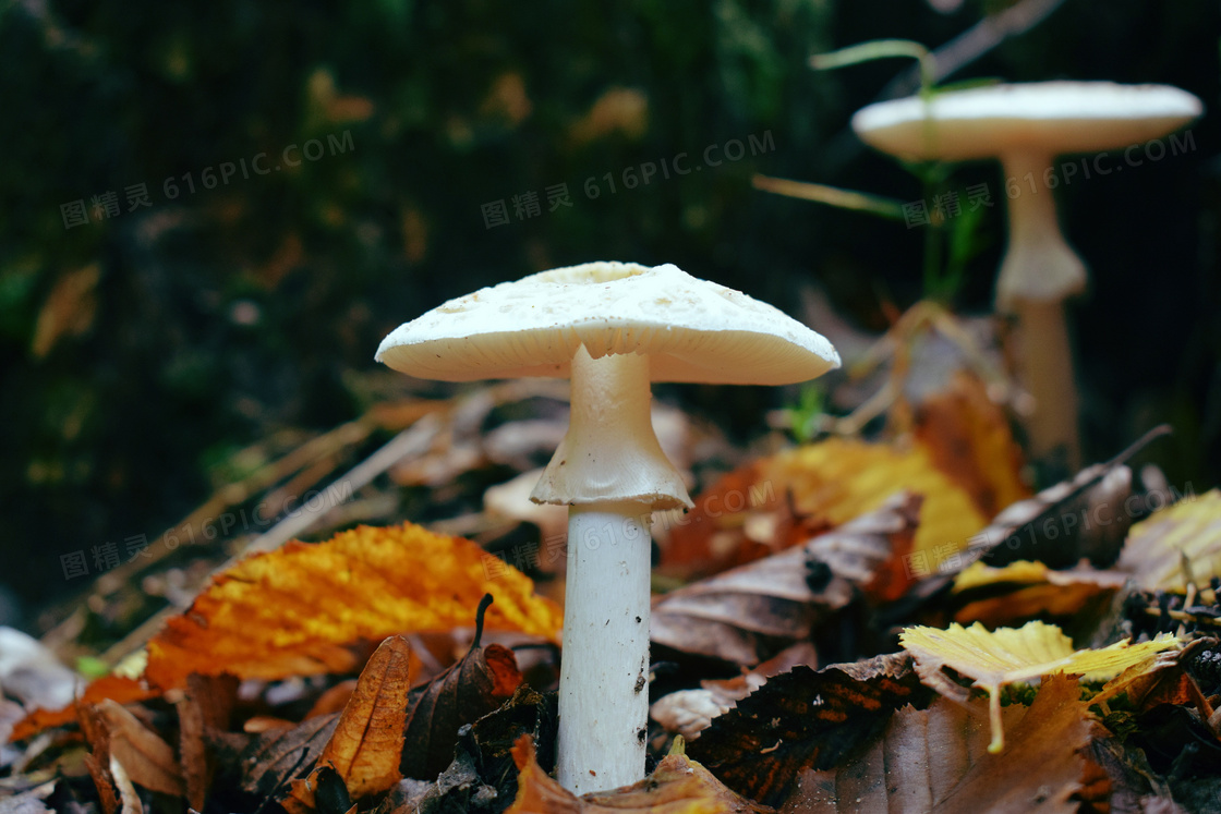 秋季伞状白蘑菇jpg图片免费下载_编号1y2hn6w2z_图精灵