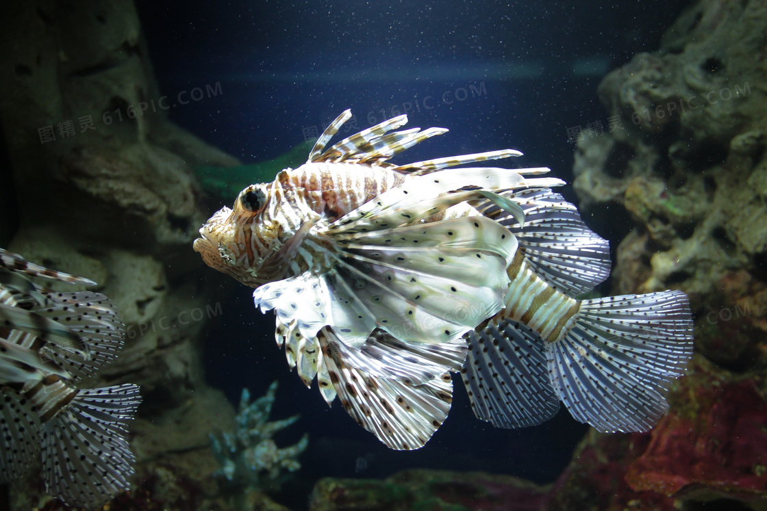 水族馆斑点鱼儿观赏图片