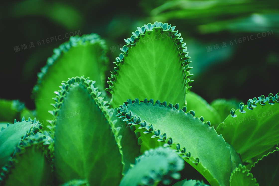 植物落地生根图片