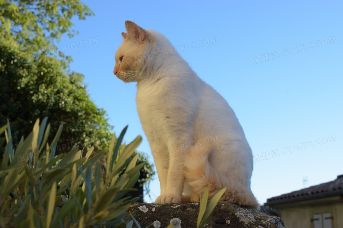 一只白色小猫图片