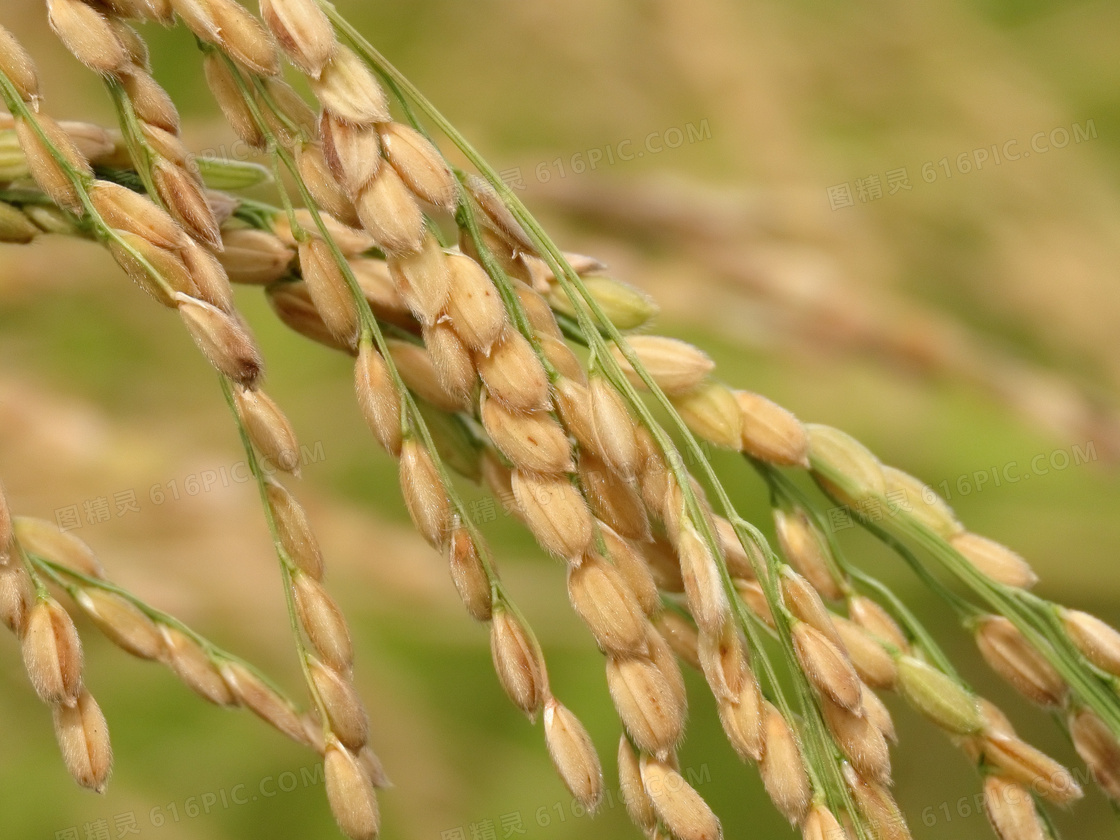 水稻稻穗特写图片