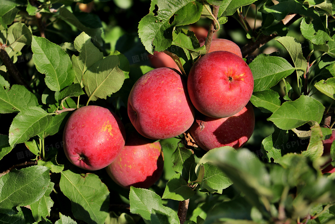 果园红苹果图片
