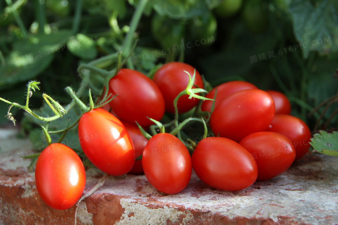 成熟红色小番茄图片