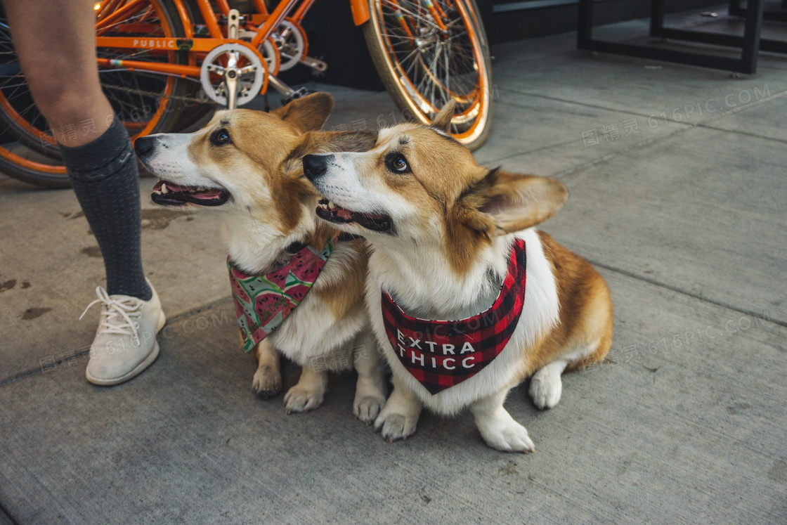 一对可爱柯基犬图片