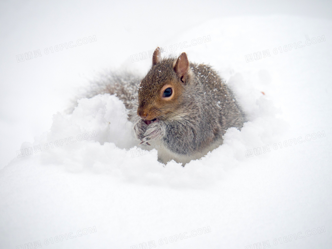 雪地里的松鼠图片