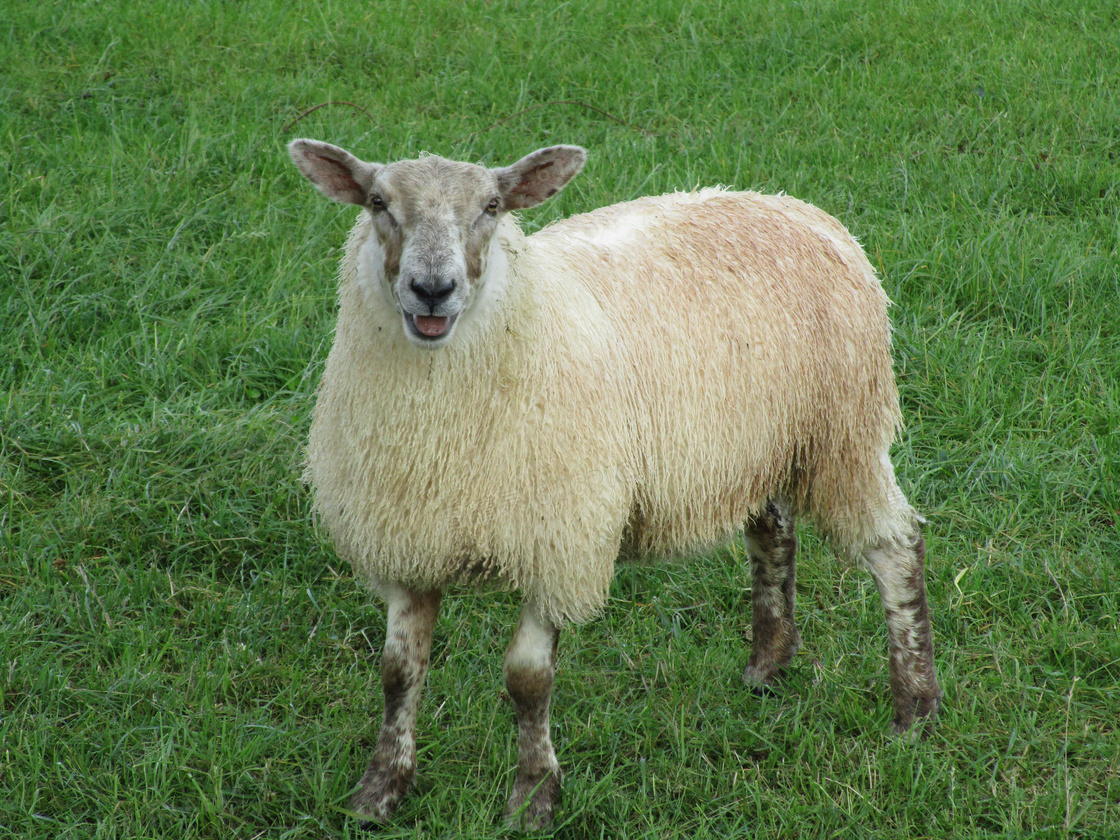 一个疯狂的绵羊的特写，一个可爱的小羊羔与滑稽的脸看着相机。两只小羊坐在模糊的背景中。幸福的概念，疯狂的，幽默的，放养的照片摄影图片_ID ...