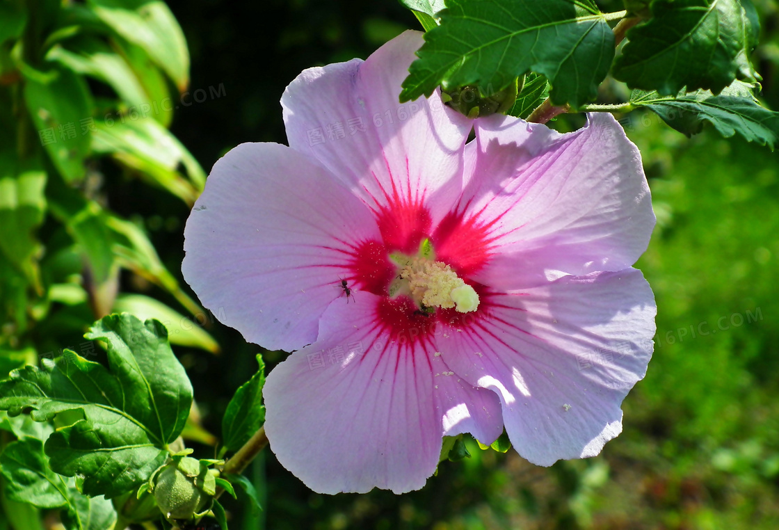 芙蓉花花朵图片