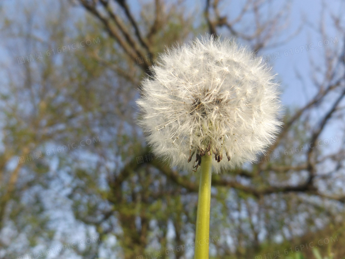 一株白色蒲公英花图片