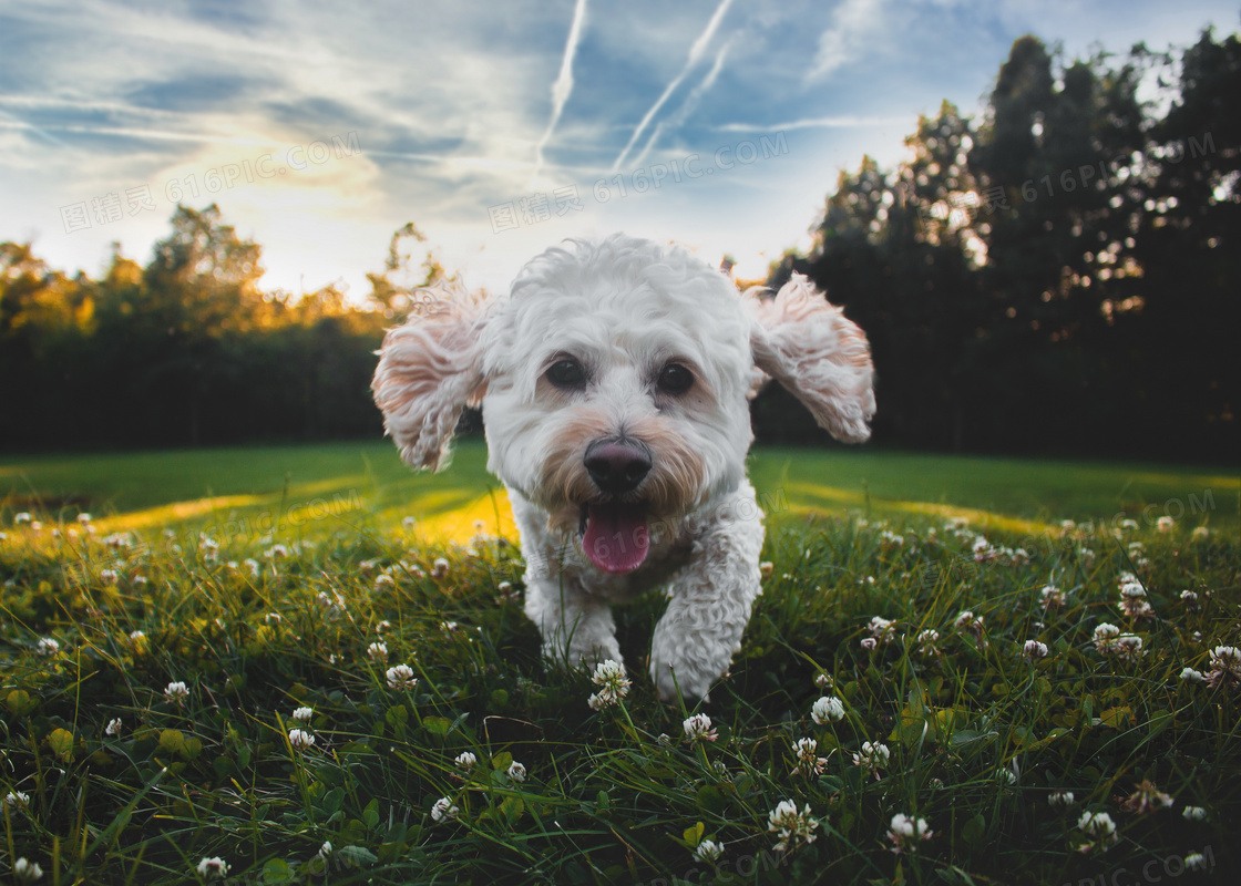 可爱白色比熊犬图片 可爱白色比熊犬图片大全