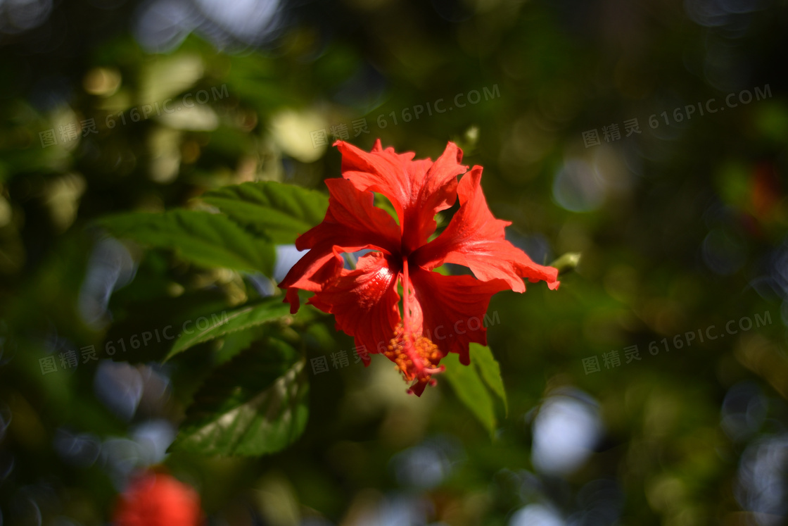 芙蓉花红色花朵图片