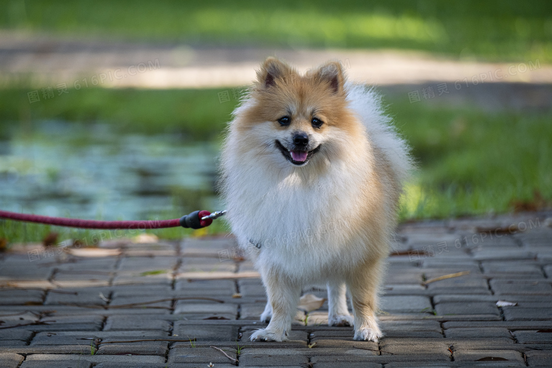 博美犬宠物狗图片