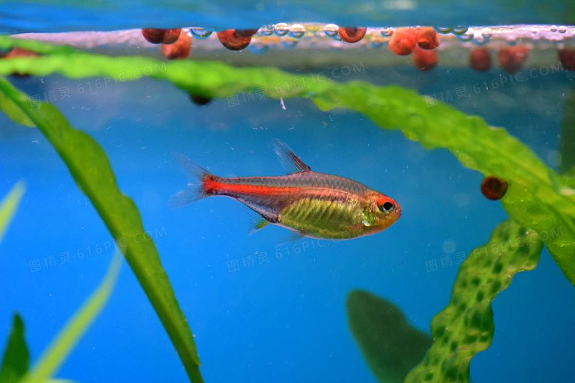 水族馆漂亮热带鱼图片